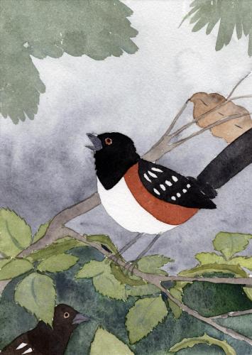 Spotted Towhees 